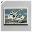 アートパネル-Tropic Bird from Birds of America
 - アメリカの鳥たち Canvas.