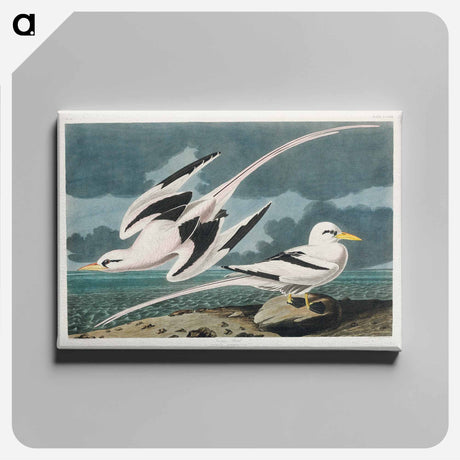 アートパネル-Tropic Bird from Birds of America
 - アメリカの鳥たち Canvas.
