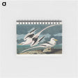アートメモ帳-Tropic Bird from Birds of America
 - アメリカの鳥たち Memo.