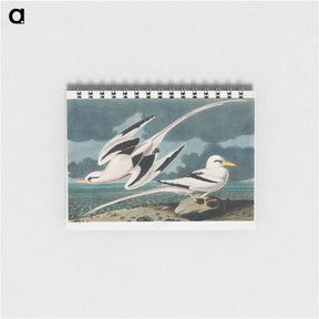 アートメモ帳-Tropic Bird from Birds of America
 - アメリカの鳥たち Memo.