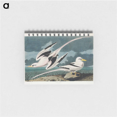 アートメモ帳-Tropic Bird from Birds of America
 - アメリカの鳥たち Memo.