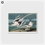 アートポストカード-Tropic Bird from Birds of America
 - アメリカの鳥たち Postcard.