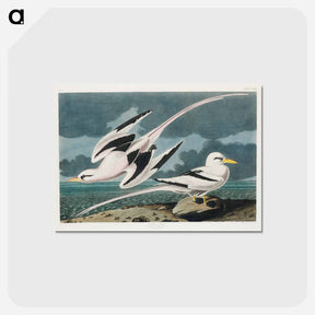 アートポストカード-Tropic Bird from Birds of America
 - アメリカの鳥たち Postcard.