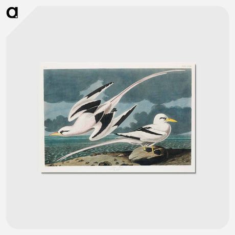 アートポストカード-Tropic Bird from Birds of America
 - アメリカの鳥たち Postcard.