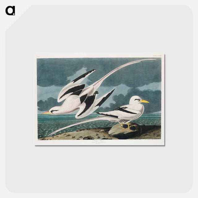 アートポストカード-Tropic Bird from Birds of America
 - アメリカの鳥たち Postcard.