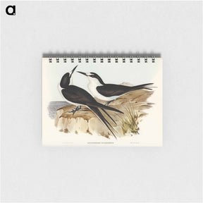 アートメモ帳-Sooty Tern
 - オーストラリアの鳥 Memo.