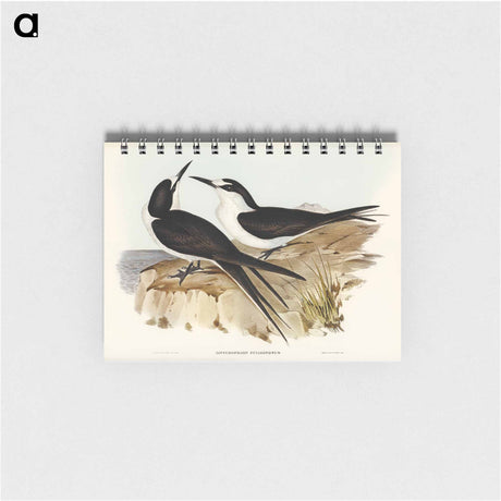 アートメモ帳-Sooty Tern
 - オーストラリアの鳥 Memo.