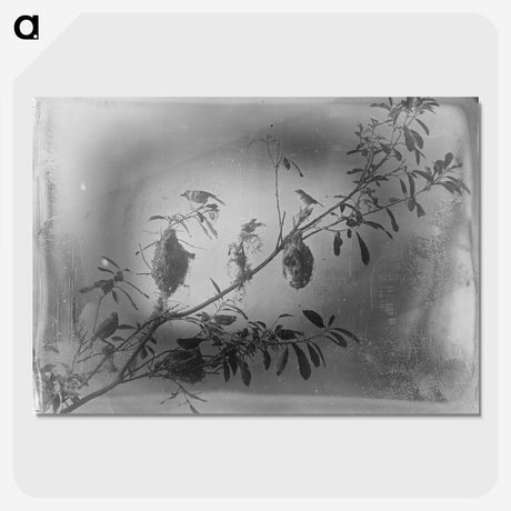 2-21_The-Burton-Brothers_picture-crop