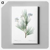 2-21_The-Lilies_canvas