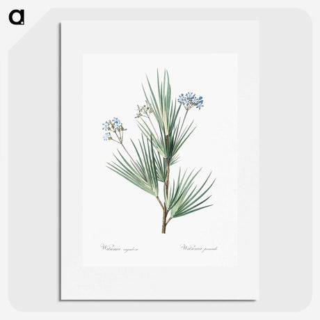 2-21_The-Lilies_picture