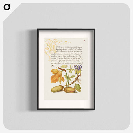 アートポスター-Insect, Daffodil, European Columbine, and English Oak Acorns
 - 書道のお手本 Poster.