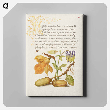 アートパネル-Insect, Daffodil, European Columbine, and English Oak Acorns
 - 書道のお手本 Canvas.