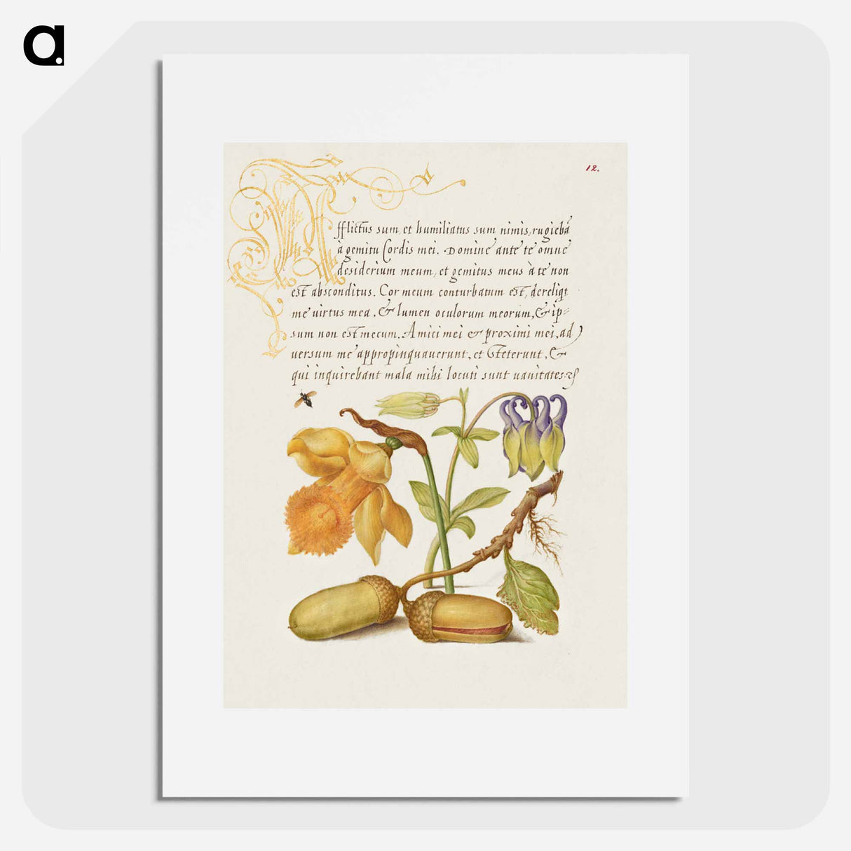 アートポスター-Insect, Daffodil, European Columbine, and English Oak Acorns
 - 書道のお手本 Poster.