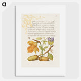 アートポスター-Insect, Daffodil, European Columbine, and English Oak Acorns
 - 書道のお手本 Poster.