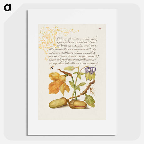 アートポスター-Insect, Daffodil, European Columbine, and English Oak Acorns
 - 書道のお手本 Poster.