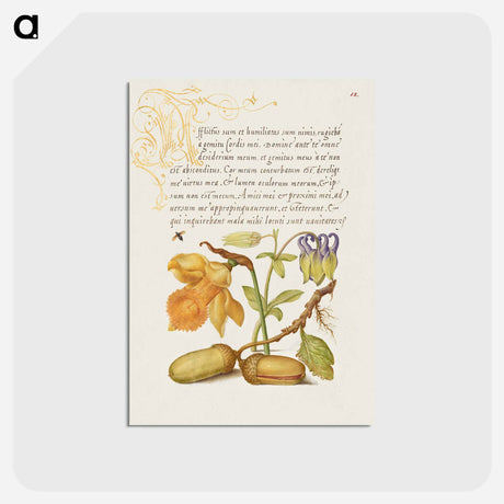 アートポストカード-Insect, Daffodil, European Columbine, and English Oak Acorns
 - 書道のお手本 Postcard.