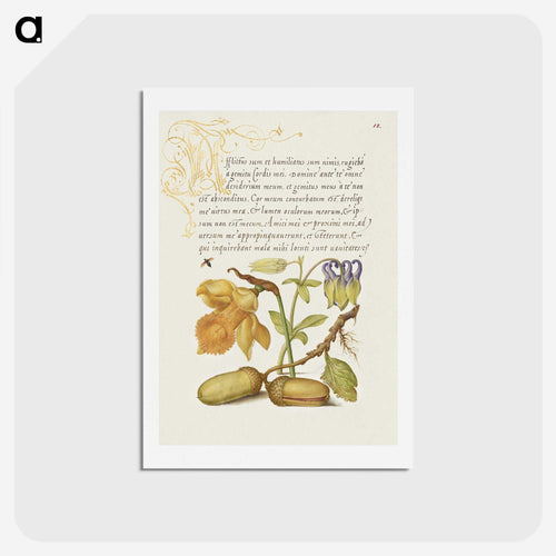 昆虫、ラッパスイセン、西洋オダマキ、そしてイングリッシュオークのドングリ - 書道のお手本 Postcard.