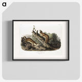 2-21_The-Viviparous-Quadrupeds_blk