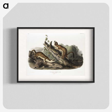 2-21_The-Viviparous-Quadrupeds_blk