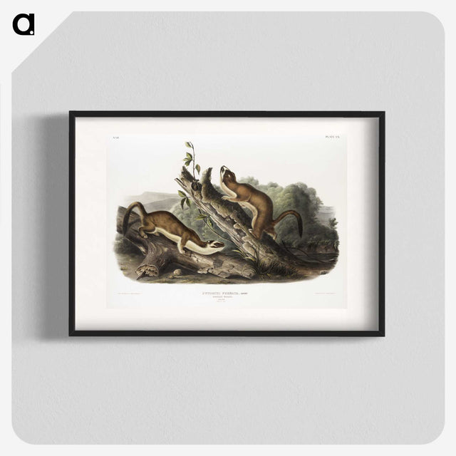 2-21_The-Viviparous-Quadrupeds_blk