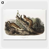 2-21_The-Viviparous-Quadrupeds_picture-crop