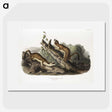 2-21_The-Viviparous-Quadrupeds_picture