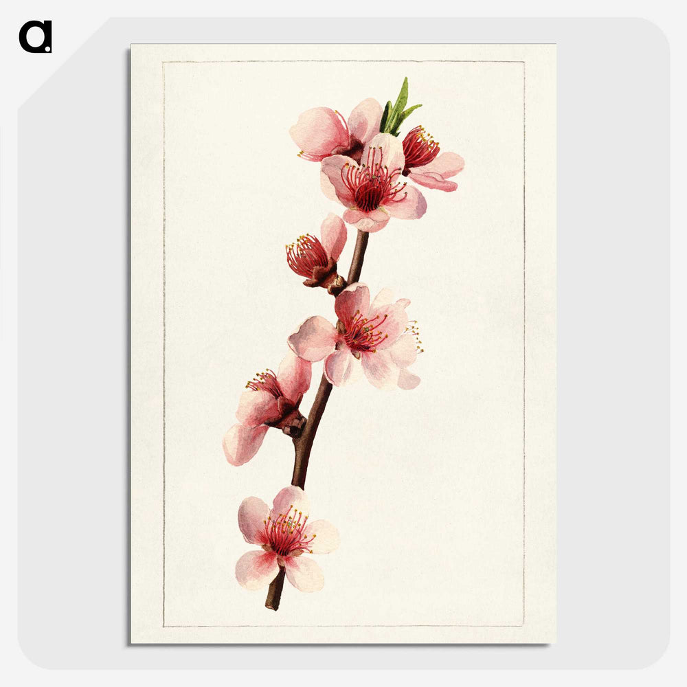 2-21_USDA-Watercolor-Fruit-Painting-Collection_picture-crop