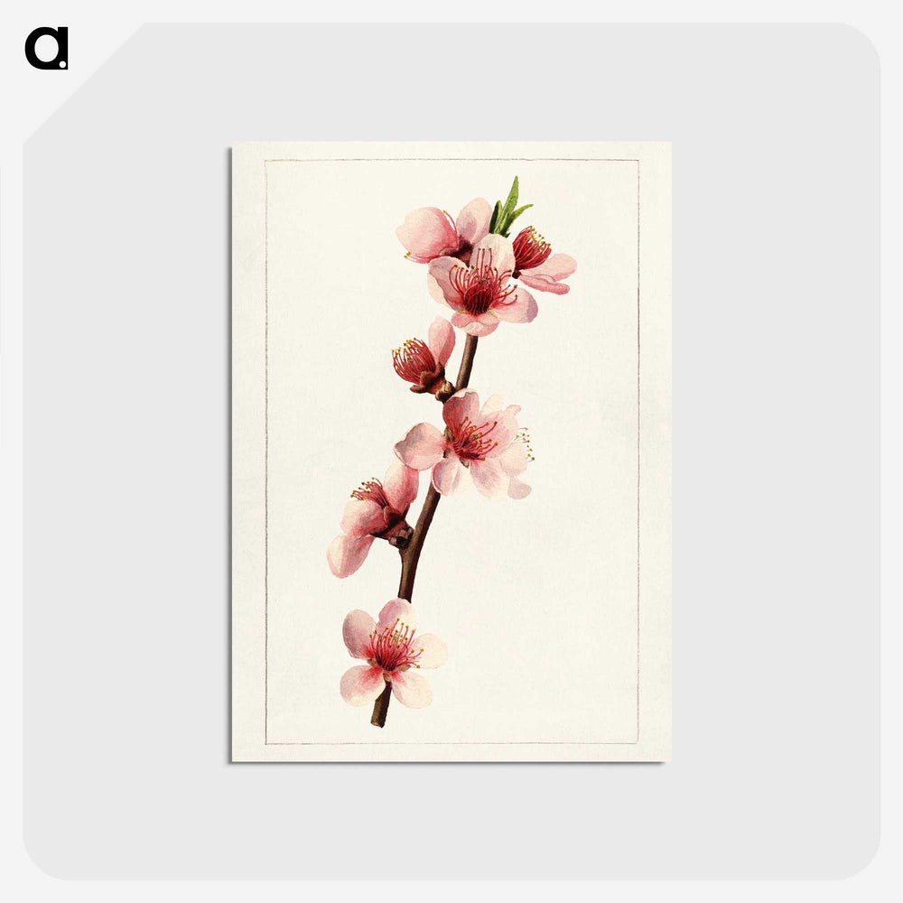 2-21_USDA-Watercolor-Fruit-Painting-Collection_postcard