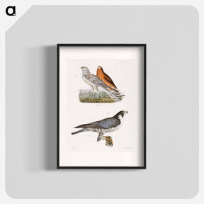 アートポスター-The Marsh Harrier and The Duck Hawk - ニューヨークの動物学 Poster.