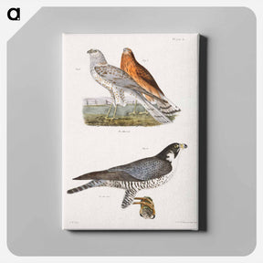 アートパネル-The Marsh Harrier and The Duck Hawk - ニューヨークの動物学 Canvas.