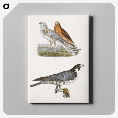 2-21_Zoology-of-New-York_canvas