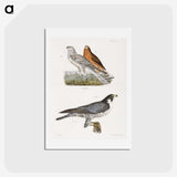2-21_Zoology-of-New-York_hagaki