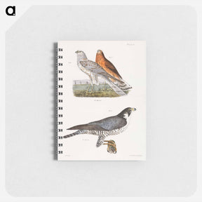 アートメモ帳-The Marsh Harrier and The Duck Hawk - ニューヨークの動物学 Memo.