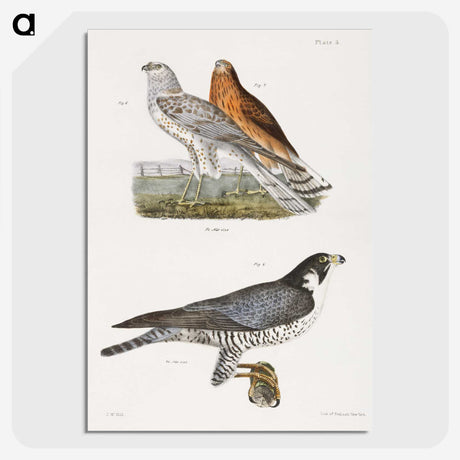 2-21_Zoology-of-New-York_picture-crop
