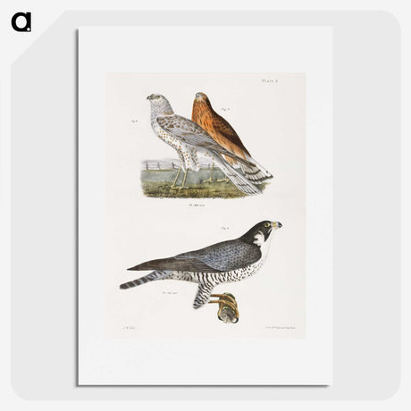 2-21_Zoology-of-New-York_picture