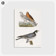 2-21_Zoology-of-New-York_postcard