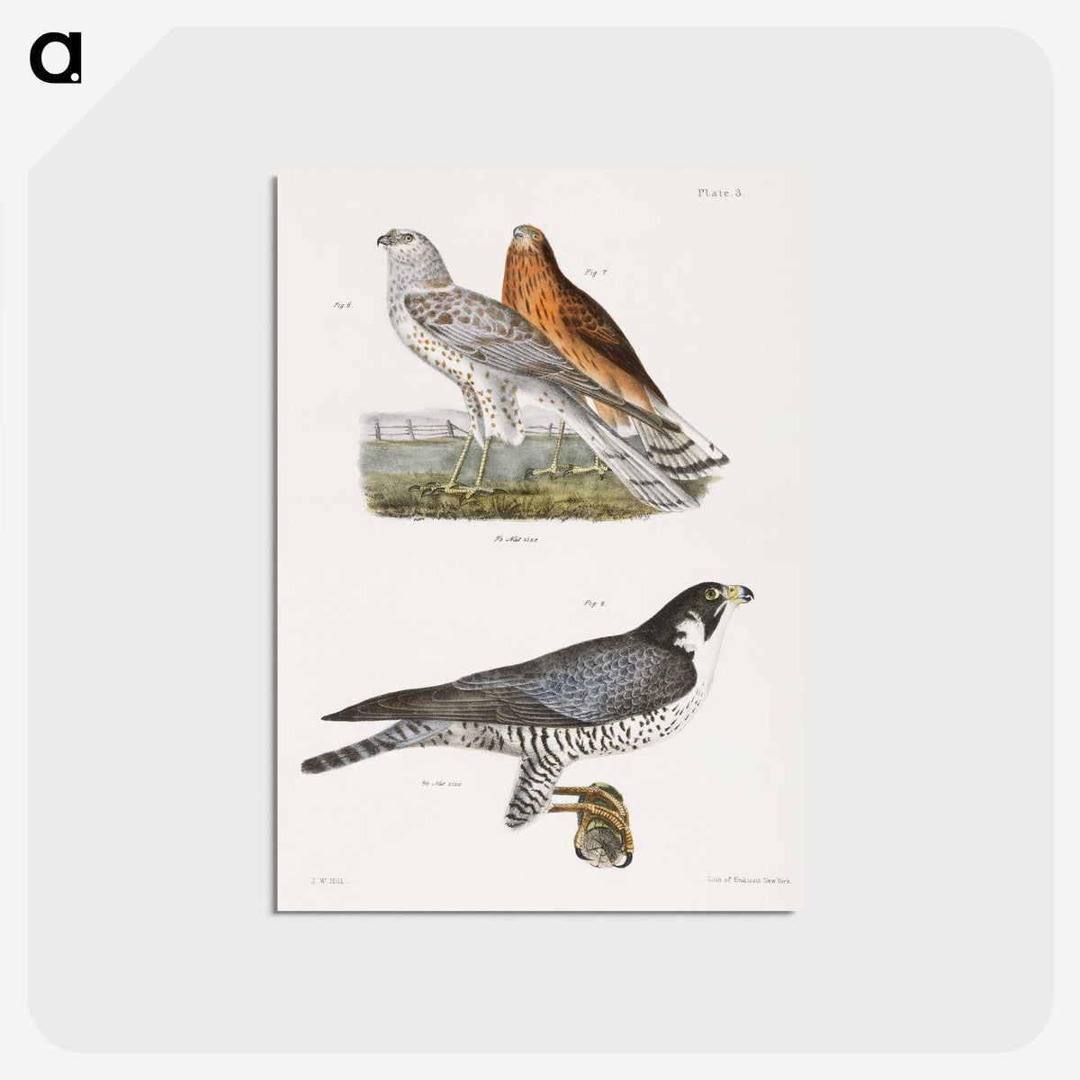 2-21_Zoology-of-New-York_postcard