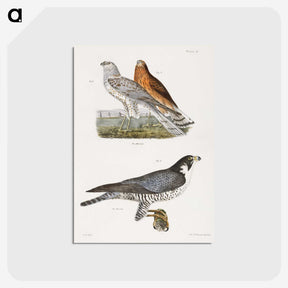 2-21_Zoology-of-New-York_postcard