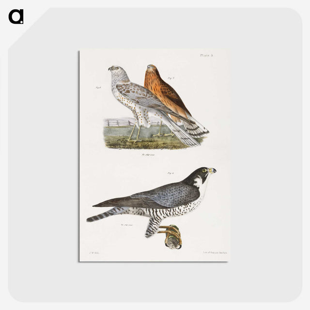 2-21_Zoology-of-New-York_postcard