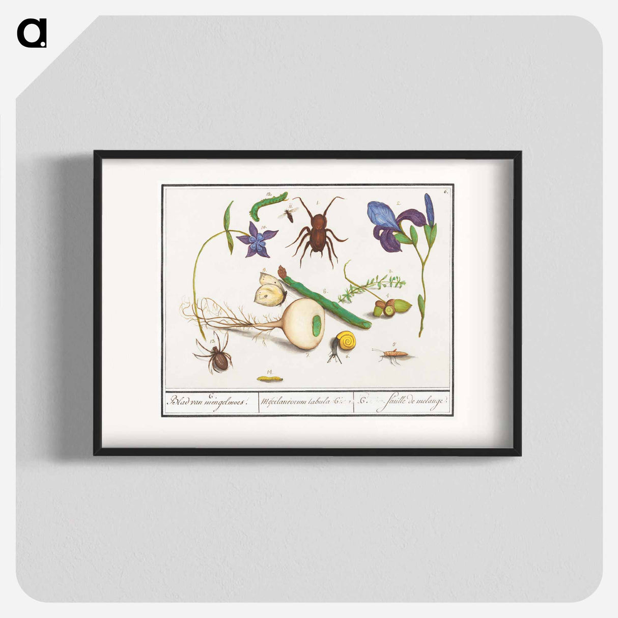 Natural History Ensemble, no. 6 - アンセルムス ボエティウス デ ブート Poster.