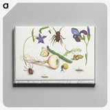 2-22_Anselmus-Boetius-de-Boodt_canvas