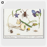 2-22_Anselmus-Boetius-de-Boodt_picture-crop