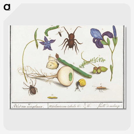 2-22_Anselmus-Boetius-de-Boodt_picture-crop