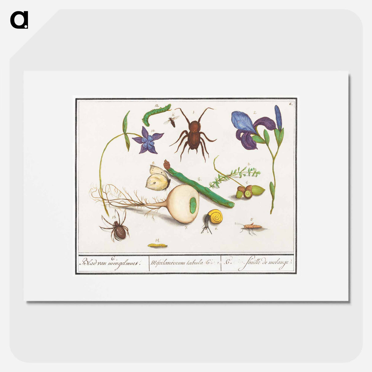 Natural History Ensemble, no. 6 - アンセルムス ボエティウス デ ブート Poster.