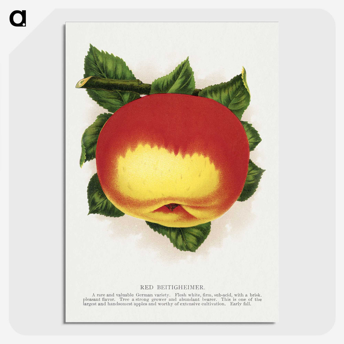 2-22_Botanical-Specimen-Plates_picture-crop