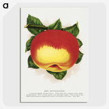 2-22_Botanical-Specimen-Plates_picture-crop