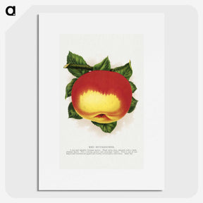 2-22_Botanical-Specimen-Plates_picture