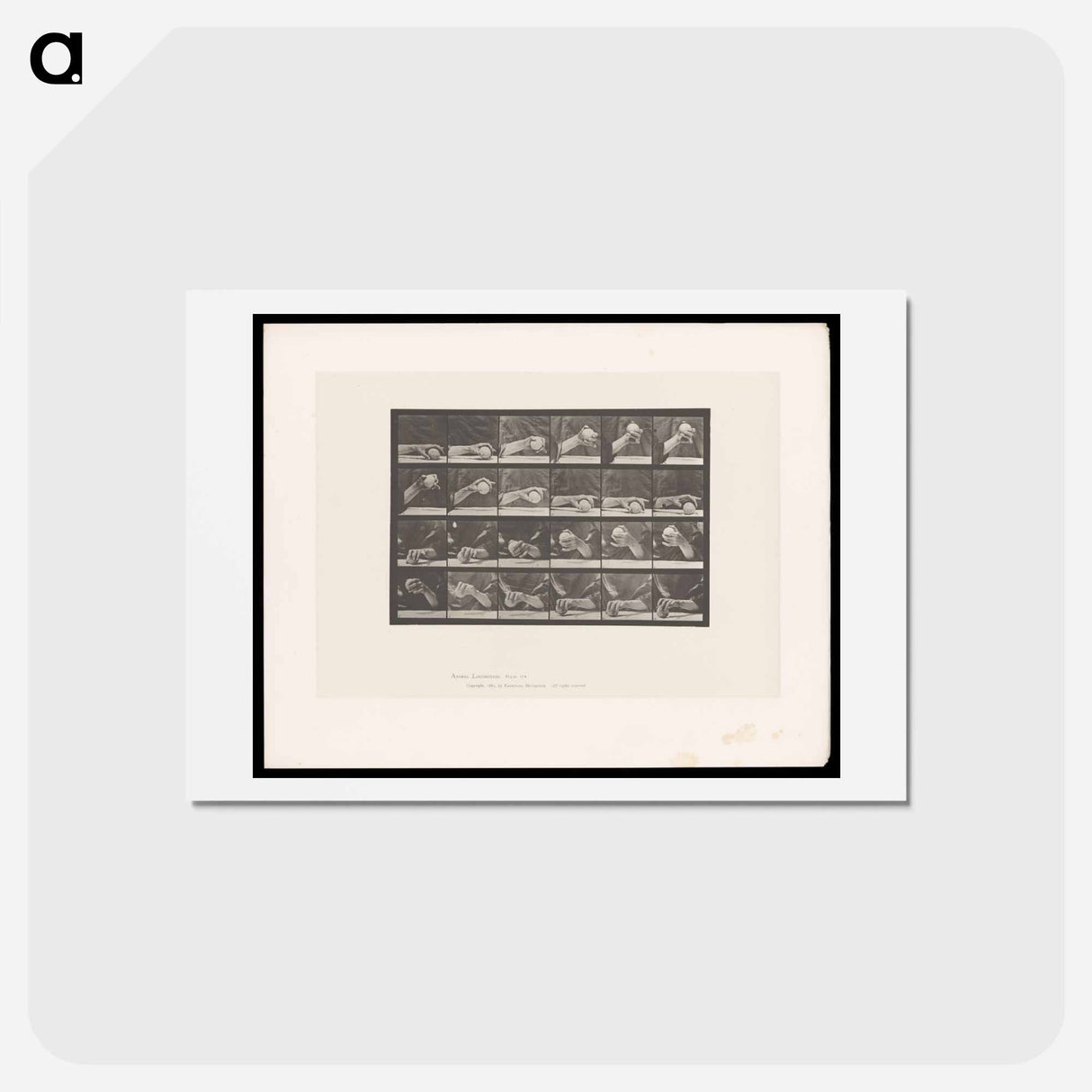 アートポストカード-Hand Lifting Ball
 - エドワード マイブリッジ Postcard.