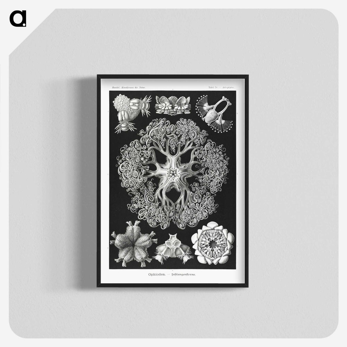 2-22_Ernst-Haeckel_blk-crop