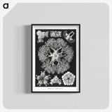 2-22_Ernst-Haeckel_blk-crop